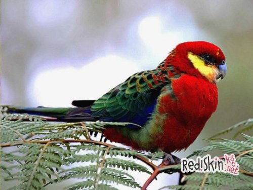 Породы говорящих попугаев