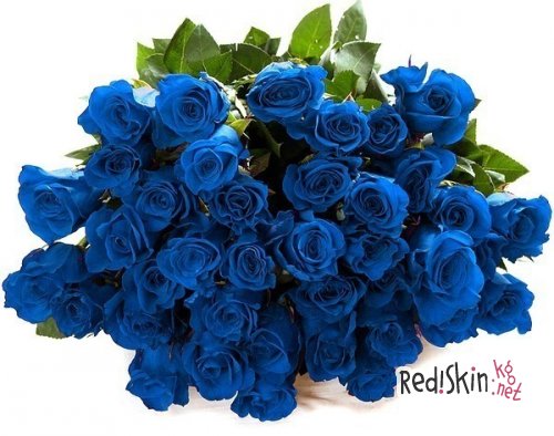 Синие розы, выращенные в Японии