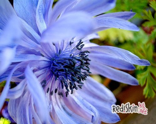 Анемон — растение с очень крупными листьями