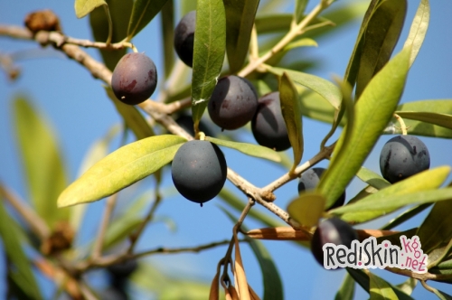 Дерево мира — Олива