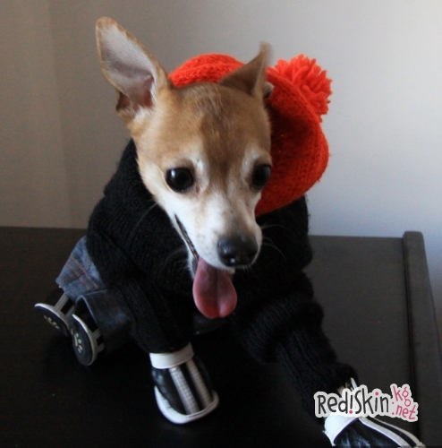 Бишкекчанка Василиса Калашникова создает наряды для собак и кошек