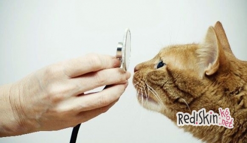 На чем специализируются ветеринары Бишкека