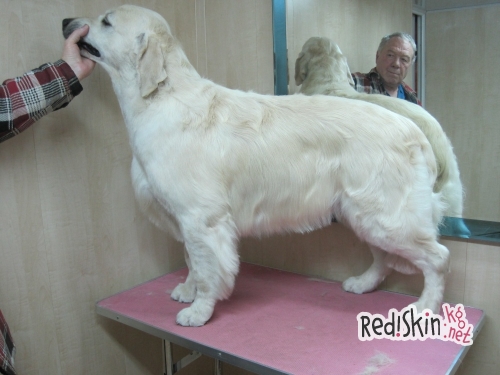 Что такое груминг?