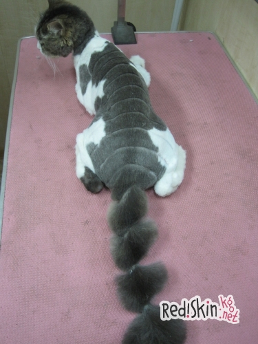 Что такое груминг?