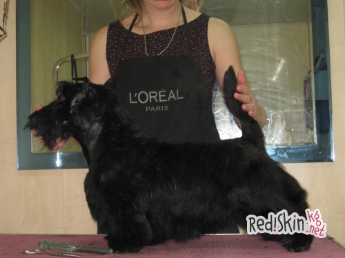 Что такое груминг?