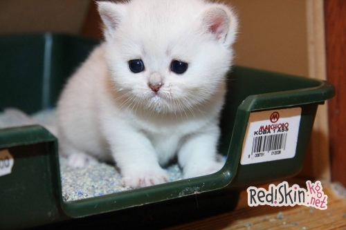 Шесть советов ветеринара тем, кто решил завести котенка