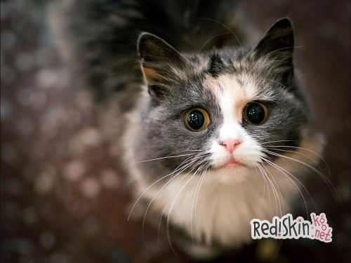 Юлия Руцкая своим примером призывает заботиться о животных