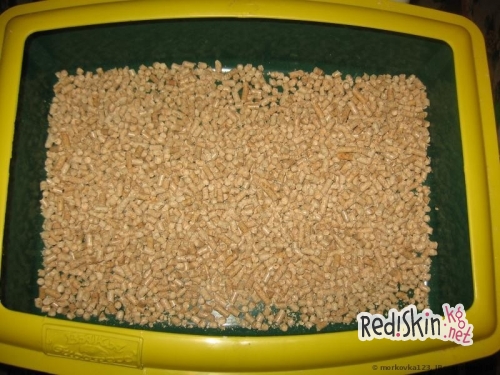 Как приучить кошку к лотку и унитазу