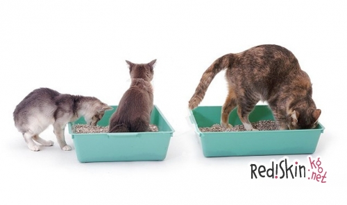 Как приучить кошку к лотку и унитазу