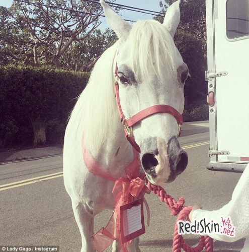 Леди Гага получила в качестве рождественского подарка Белого Ангела