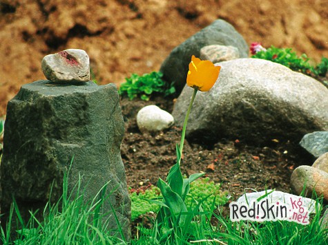 Желтые тюльпаны