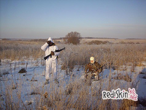 Лиса загоном – первый опыт