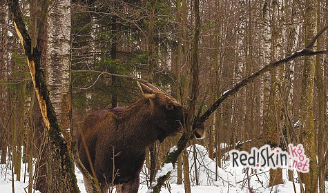 Рождественская сказка