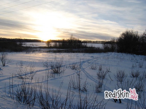 Лиса загоном – первый опыт