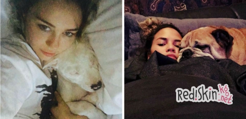 Топ 10 самых популярных домашних животнох знаменитостей: Тейлор Свифт, Бруклин Бекхэм, Крисси Тиган, Деми Ловато, Майли Сайрус, Льюис Хэмилтон, Кайли Дженнер, Кейли Куоко