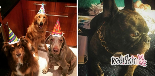 Топ 10 самых популярных домашних животнох знаменитостей: Тейлор Свифт, Бруклин Бекхэм, Крисси Тиган, Деми Ловато, Майли Сайрус, Льюис Хэмилтон, Кайли Дженнер, Кейли Куоко