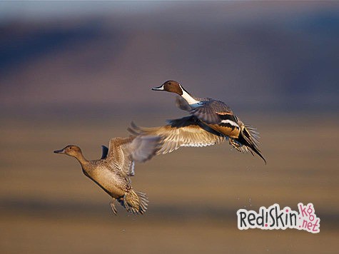 Заметки Астраханского охотника