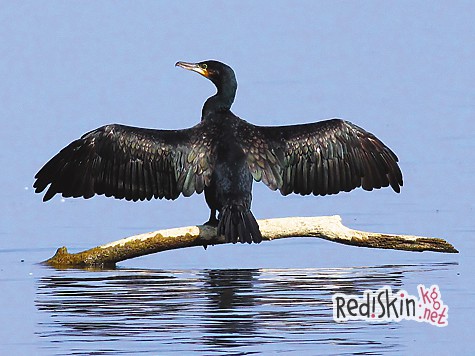 Астраханские будни