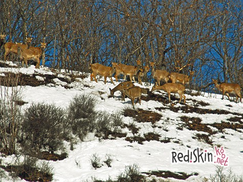 Охотколлективы. Пережиток или необходимость?