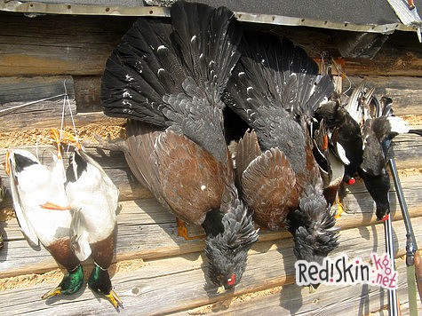 Курьезный случай на току