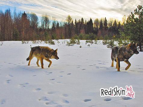 Олимпийские волки