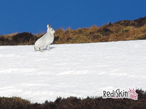 Первая любовь