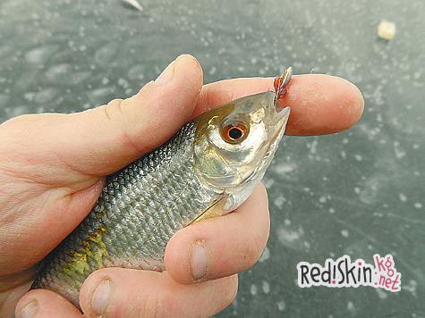 Плотва в камышах