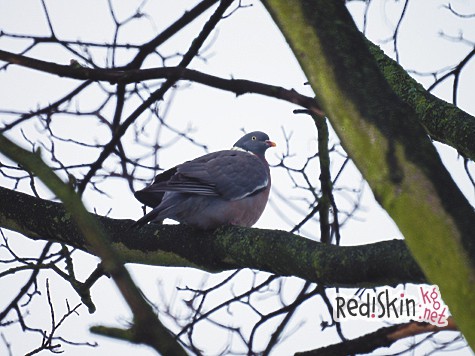 Сколько раз платить?