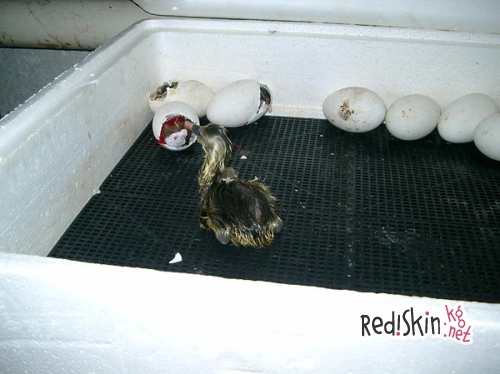 Берегитесь лжепророков