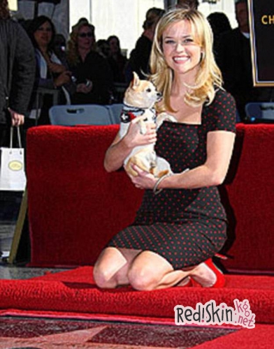 Риз Уизерспун сообщила о смерти чихухахуа, с которой снималась в фильме "Блондинка в законе"