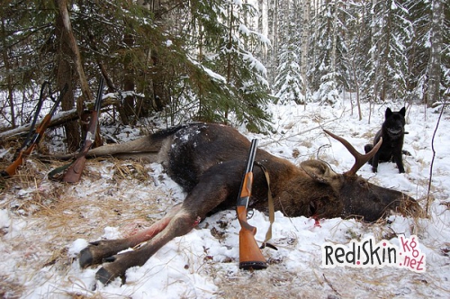 Рулет из лося с грибами