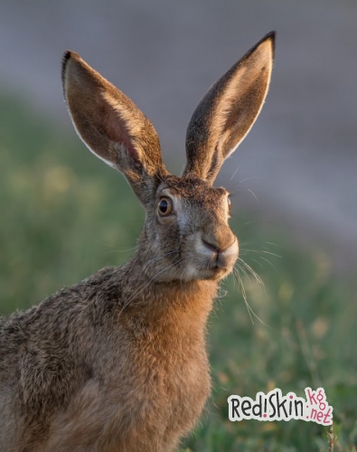 Зяйцы-русаки