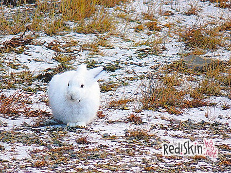 Заячий схрон