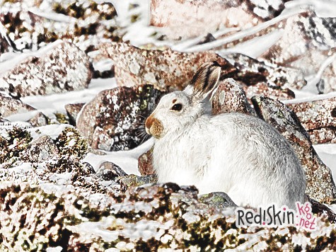 Заячья хитрость