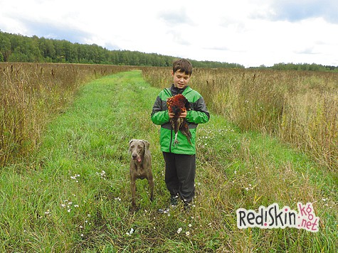 Фазан для сына