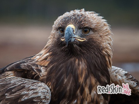 Встреча с хозяином неба