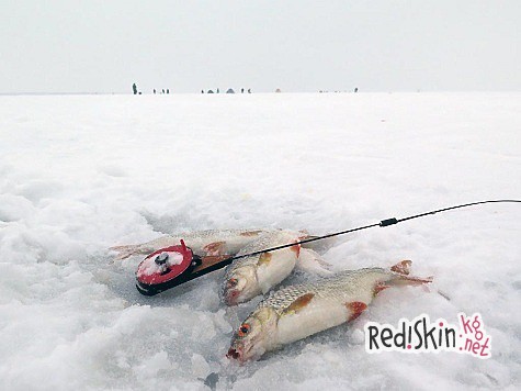 За плотвой и подлещиком с безмотылкой