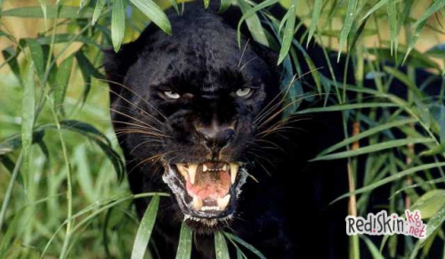 Женщина встретила загадочное существо известное как “зверь Болтона"